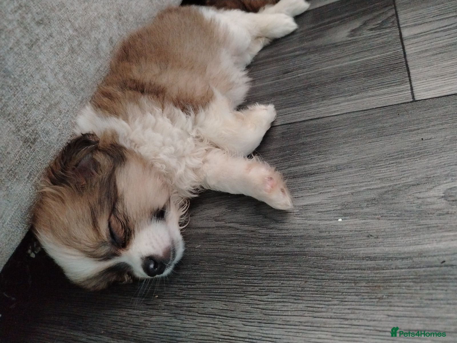 Pomapoo dogs * BOY PUPPY READY NOW * F1 POMAPOO - Advert 5