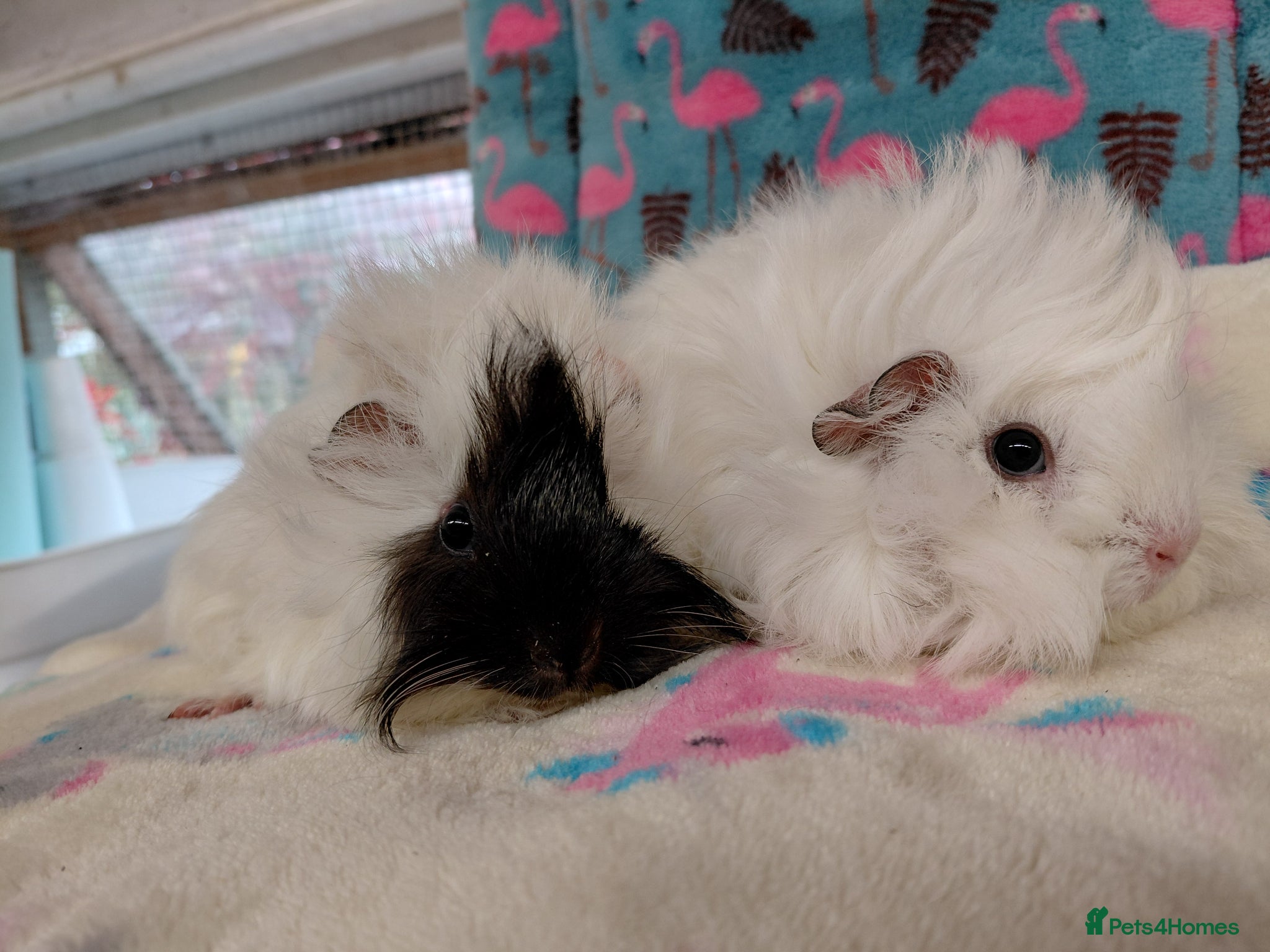 Guinea Pig rodents Baby Longhaired Boars Texel/Merino/Teddies RTR  - Advert 12