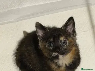 Mixed Breed cats 2 girl kittens left calico and black with blue - Advert 4