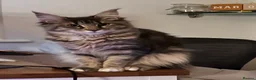 Maine Coon cats for sale: Beautiful Female Maine Coon Kitten - Advert 3