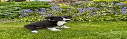 Border Collie dogs for sale: Collie pups  - Advert 5
