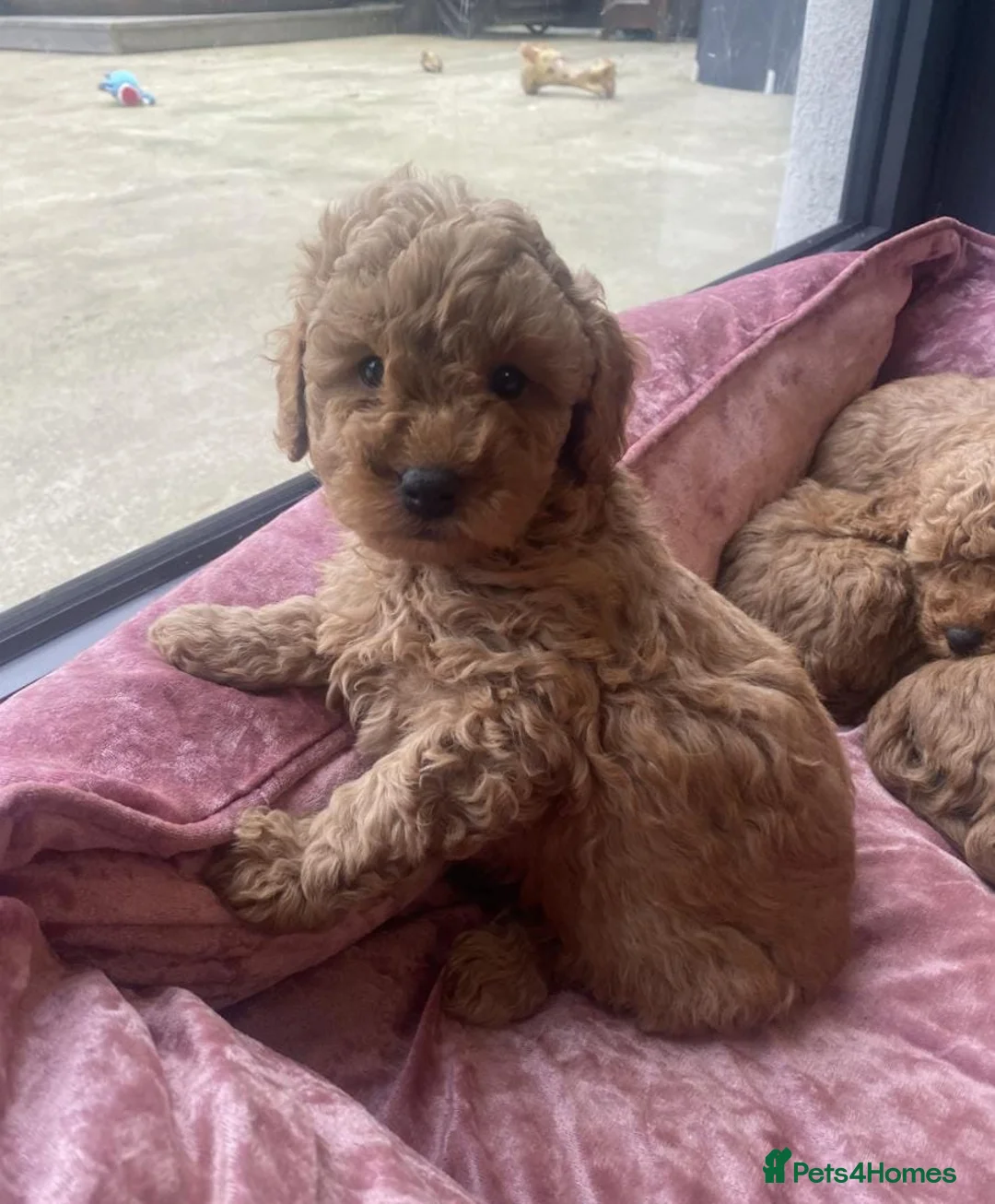 Cavapoo dogs for sale: ABSOLUTELY GORGEOUS LITTER OF CAVAPOOS in Manchester - Advert 2