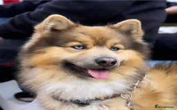 Pomsky dogs for stud: Gorgeous F2 Pomsky for stud - Image 1