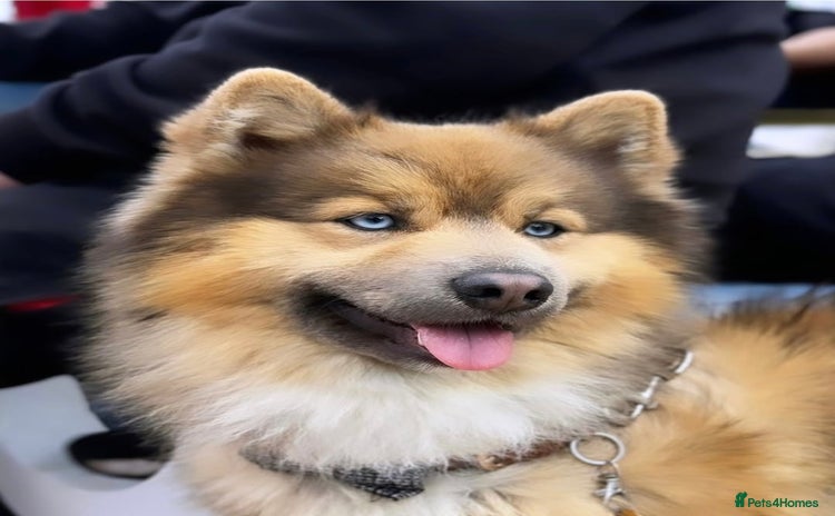 Pomsky dogs - Advert 1