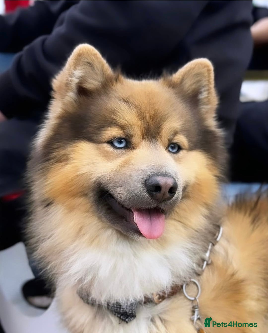 Pomsky dogs for stud: Gorgeous F2 Pomsky for stud - Image 1