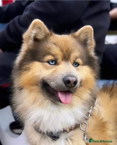 Pomsky dogs - Advert 1