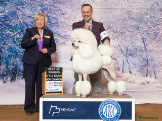 Standard Poodle dogs Exceptional Standard Poodle Puppies Show Quality - Advert 12