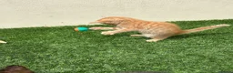 Mixed Breed cats for sale: 2 beautiful kittens looking for their forever home - Advert 5