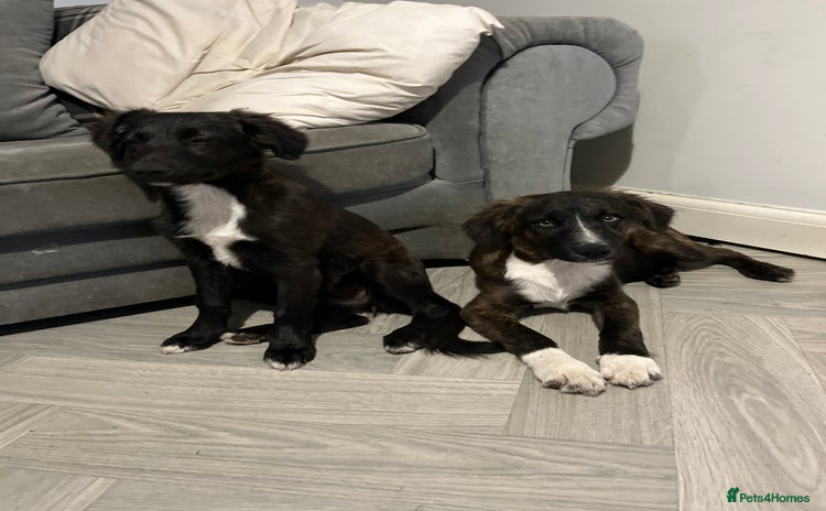 Mixed Breed dogs - Advert 10