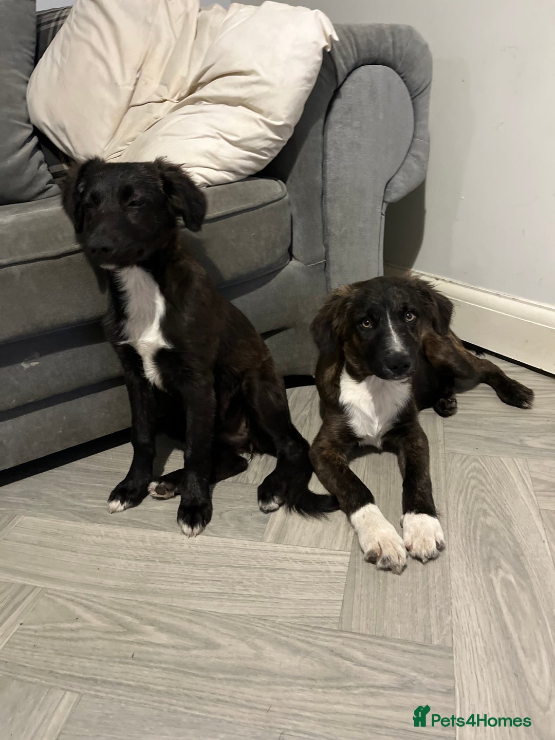 Mixed Breed dogs for sale: Staff cross puppies  - Image 1