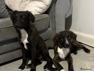 Mixed Breed dogs - Advert 23