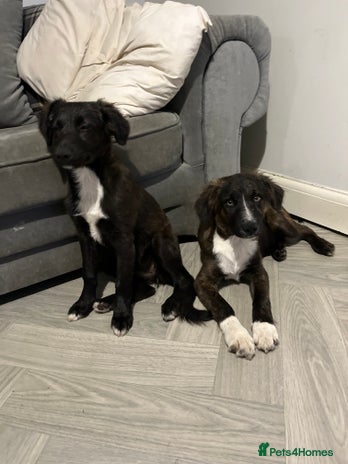 Mixed Breed dogs - Advert 18