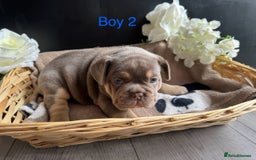 English Bulldog dogs for sale: Outstanding English, bulldog puppies - Image 7