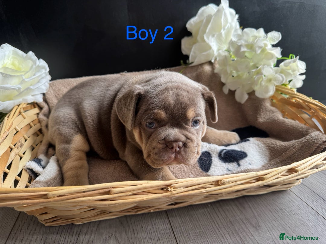 English Bulldog dogs for sale: Outstanding English, bulldog puppies - Image 7