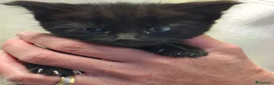 Mixed Breed Kitten 3