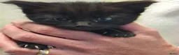 Mixed Breed cats for sale: 4 beautiful kittens for sale - Advert 12