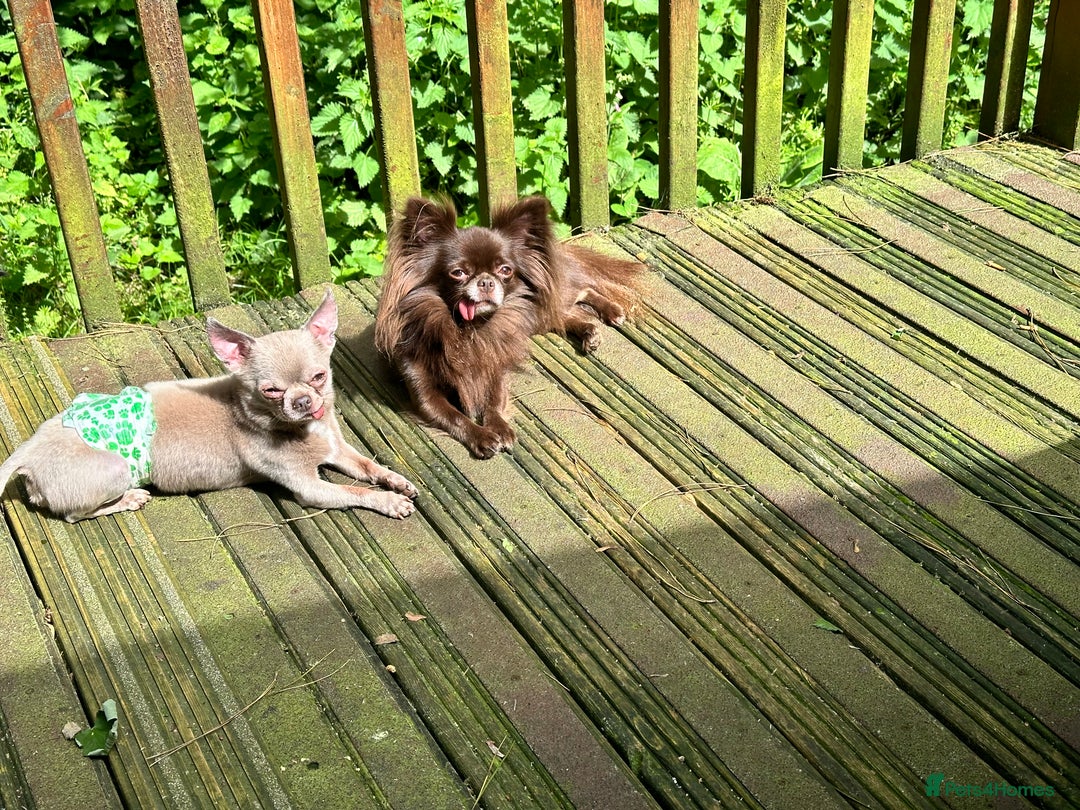 Chihuahua dogs for sale: Outstanding Quality Long Coat Chihuahua  - Image 5