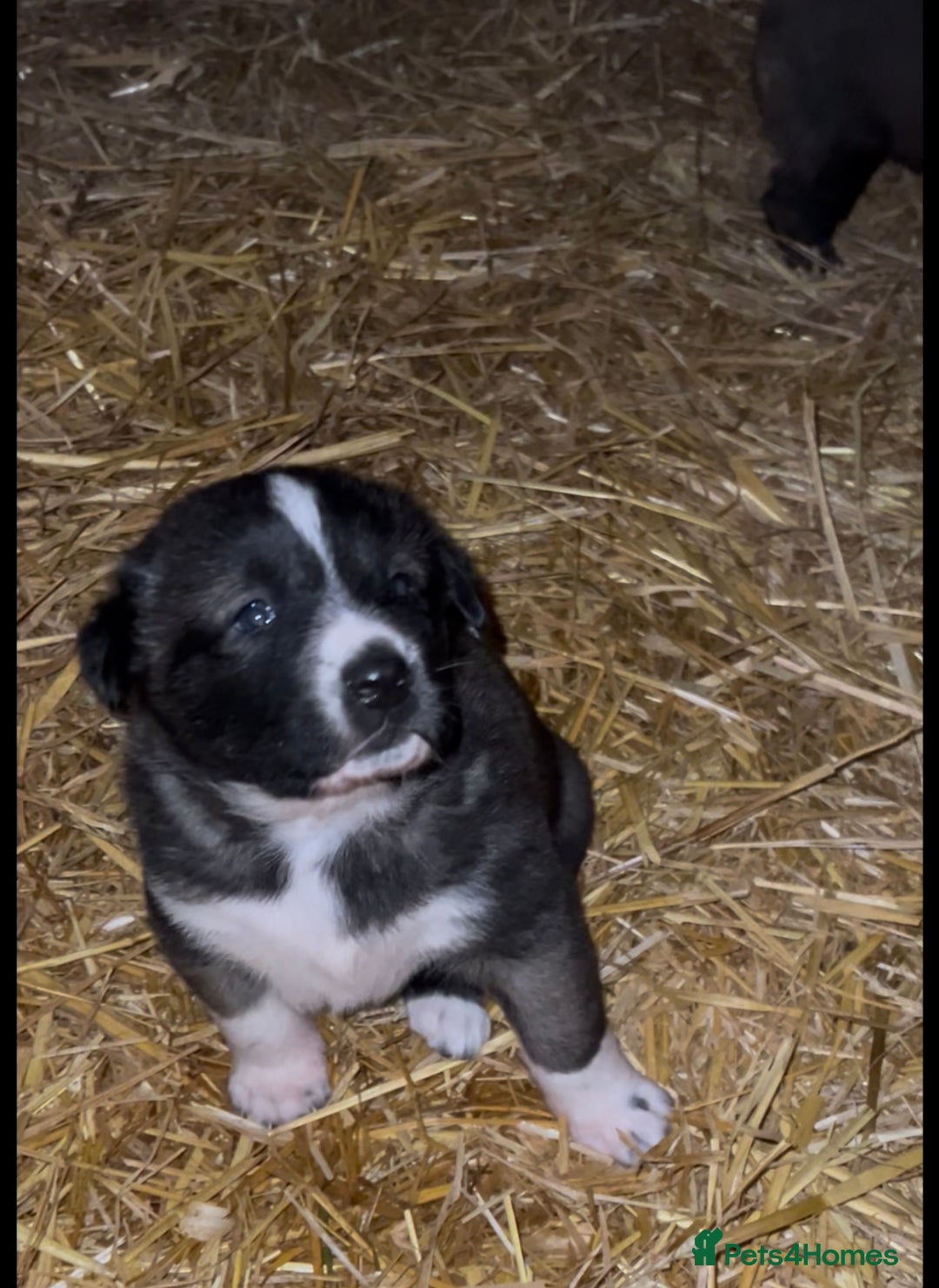 Mixed Breed dogs for sale: Turkish kangal x Caucasian pups  - Advert 6