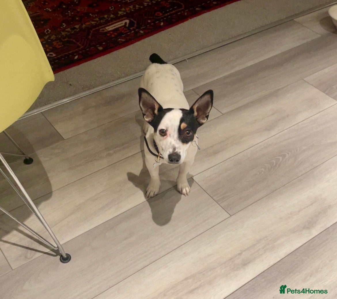 Mixed Breed dogs Mixed breed 1 year old  - Chihuahua x Jack Russell - Advert 1