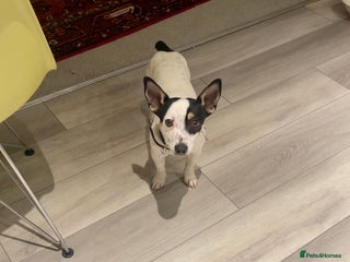 Mixed Breed dogs Mixed breed 1 year old - Chihuahua x Jack Russell - Advert 1