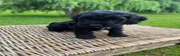 Cockapoo dogs for sale: Cockerpoo puppies  in Chesterfield - Advert 6