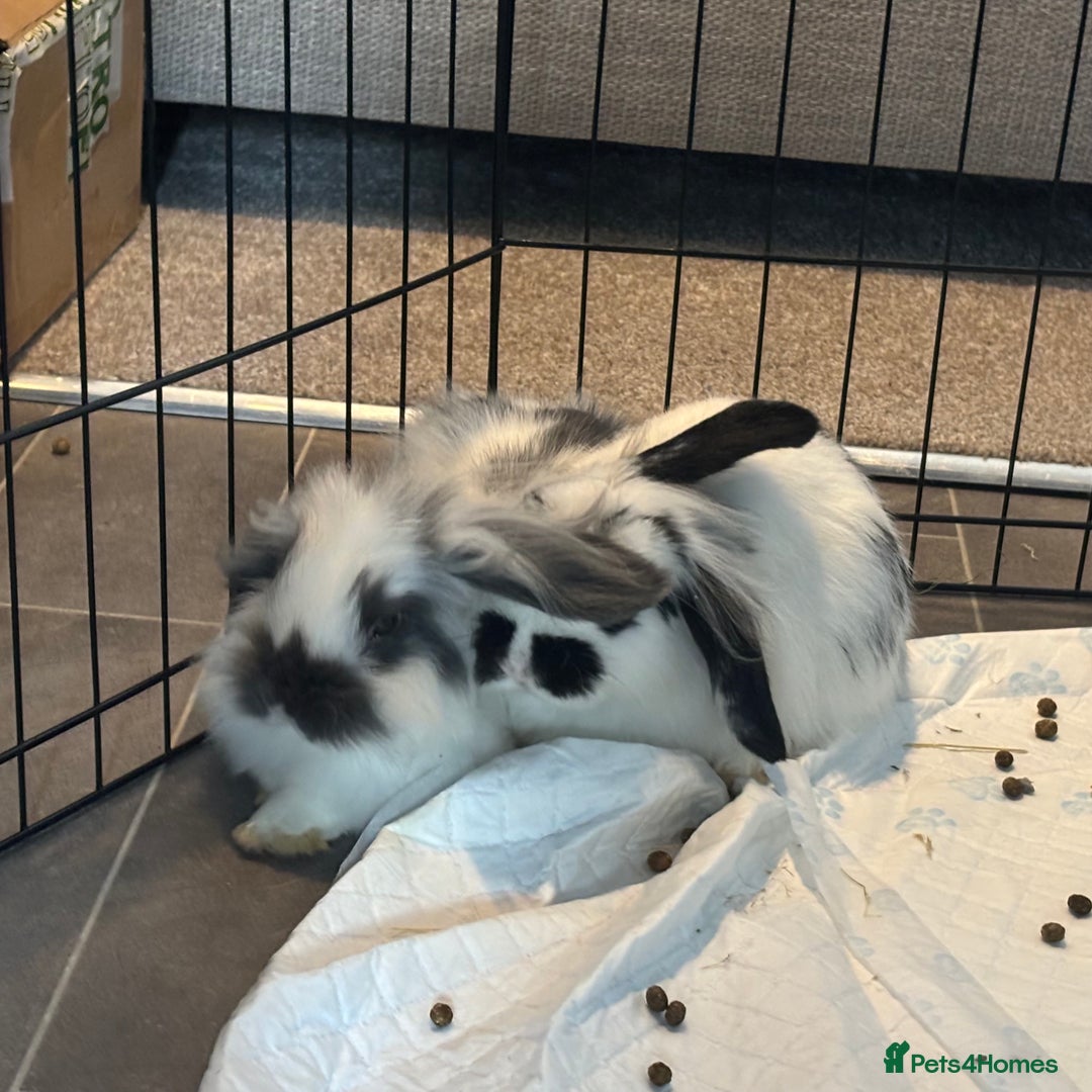 English Lop rabbits for sale: Two mini lop rabbits  - Image 3