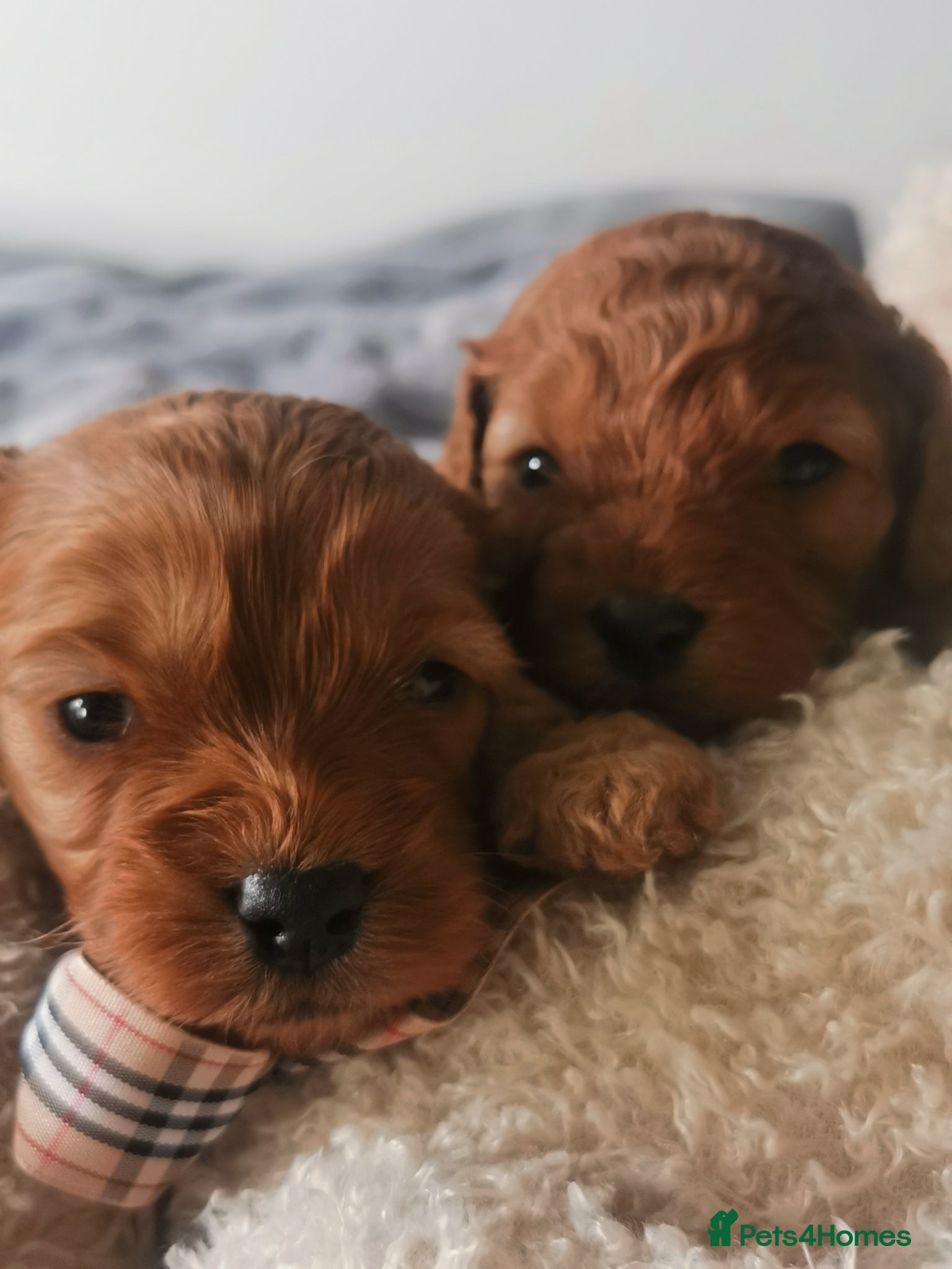 Cavapoo dogs EXTENSIVELY HEALTH TESTED F1B CAVAPOO PUPPIES  - Advert 1