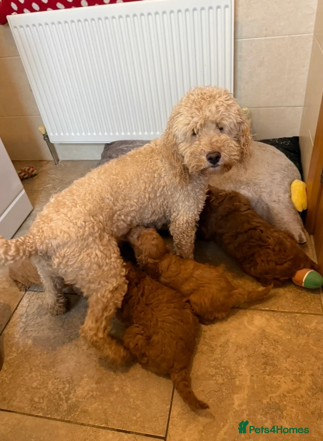 Cockapoo dogs for sale: Quality F1b COCKAPOO Puppies in Dungannon - Advert 25
