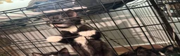 Mixed Breed cats for sale: Kittens need a new home in Wolverhampton - Advert 6
