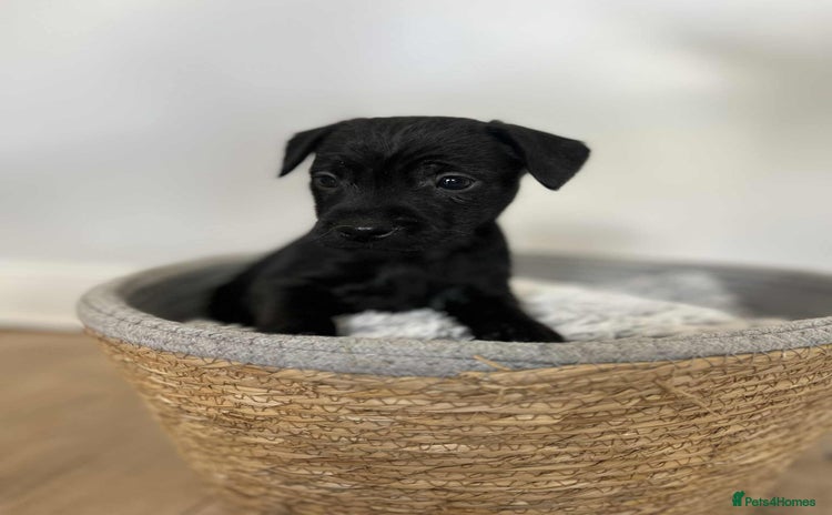 Patterdale Terrier dogs - Advert 3