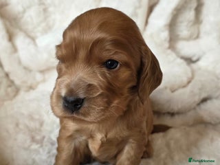 Cocker Spaniel dogs Beautiful KC Show Cocker Spaniel Pups - Advert 12