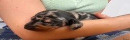 Miniature Dachshund dogs for sale: 7 gorgeous  dapple & isabella grey mini dachsunds  - Advert 15