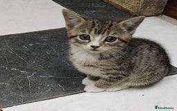 Mixed Breed cats for sale: Cute Pair of  Female Kittens - Image 5