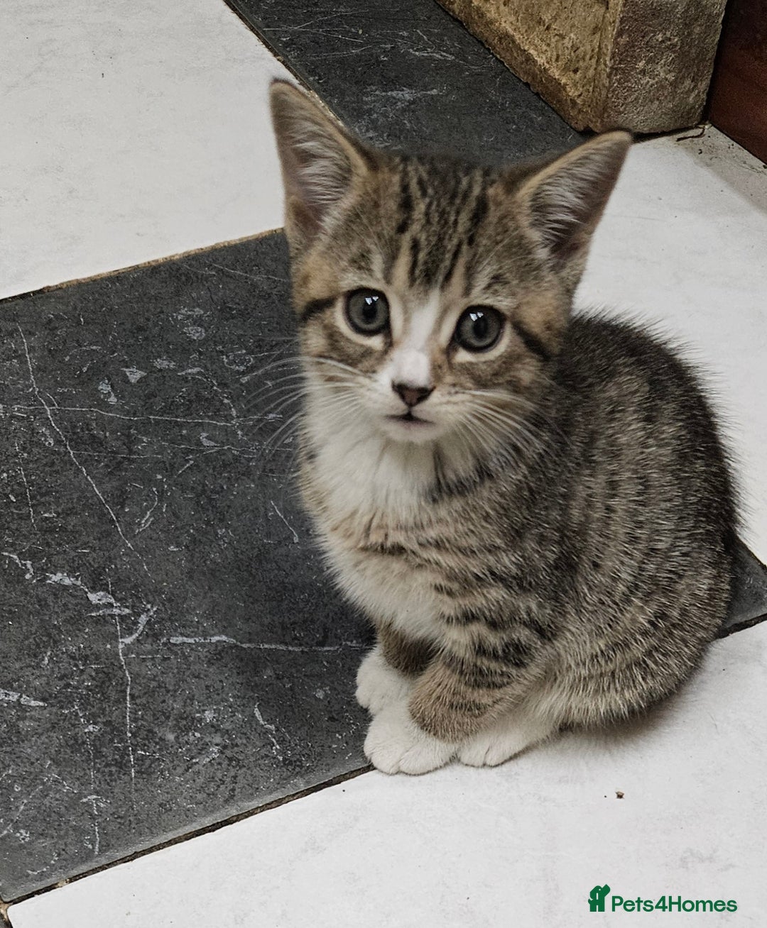 Mixed Breed cats for sale: Cute Pair of  Female Kittens - Image 5
