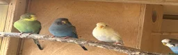 Budgerigars birds for sale: Stunning budgies in Welshpool - Advert 3