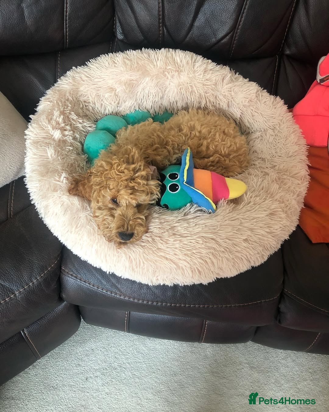 Cockapoo dogs for sale: Beautiful 7-Month-Old Cockapoo Girl Bella - Advert 4