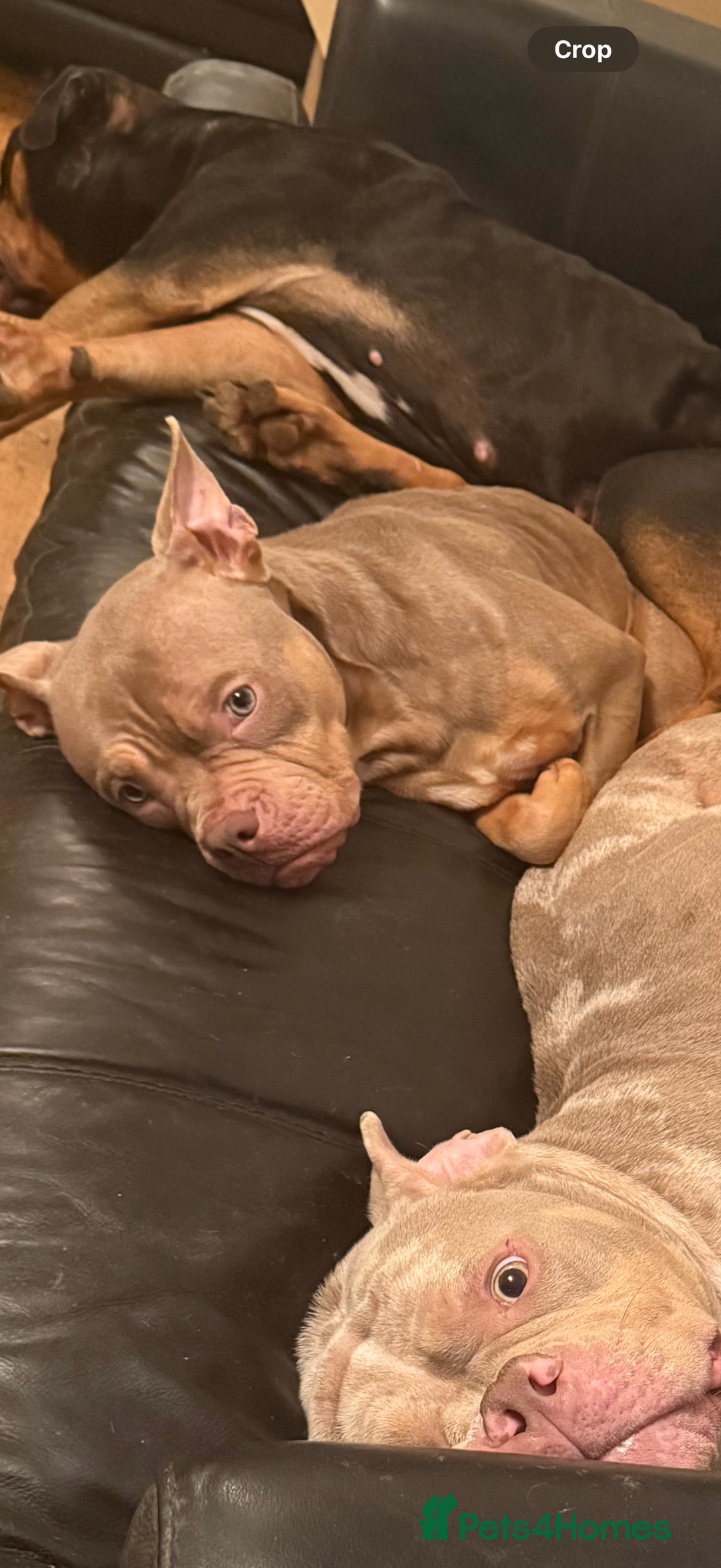 American Bulldog dogs for sale: Porcha - Image 6