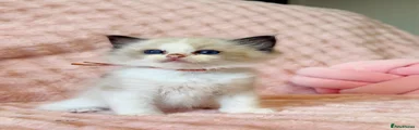 Ragdoll 1
