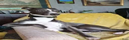 Whippet dogs for stud: Classy Smart Blue Boy 19.5tts.Sportingbred. - Advert 3