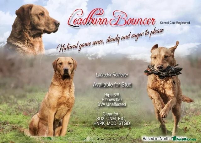 LEADBURN BOUNCER