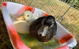 Ducks poultry for sale: Two call ducklings  - Image 6