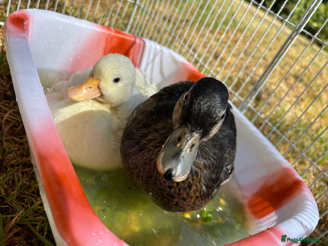 Ducks poultry for sale: Two call ducklings  - Image 6