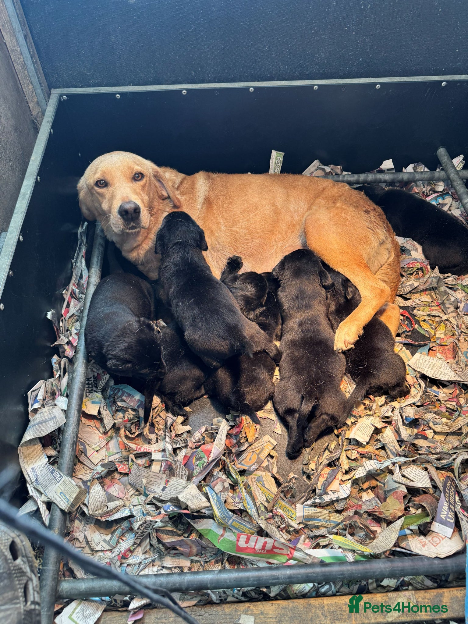 Labrador Retriever dogs Proper KC working Labradors. - Advert 1