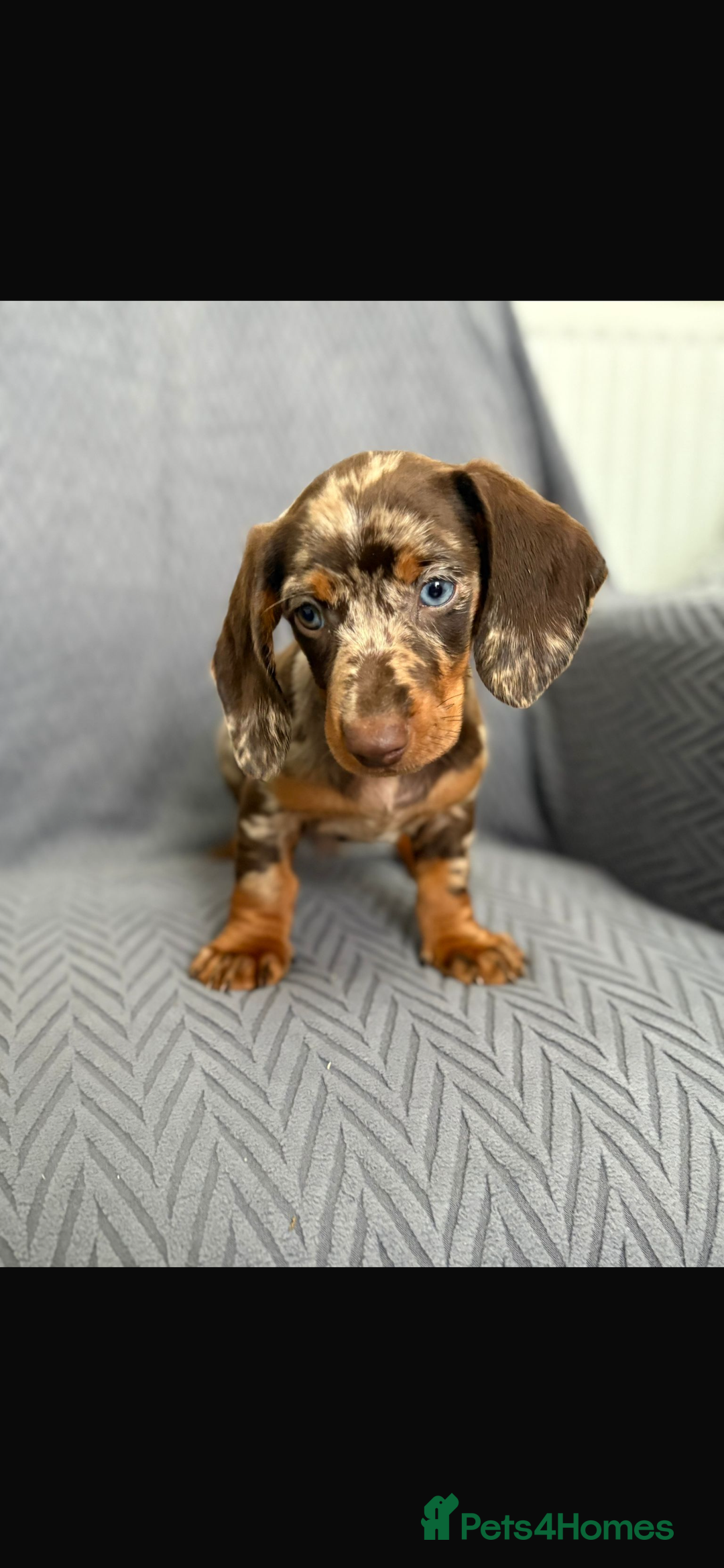 Dachshund dogs for sale: Miniature Dachshund Puppies  - Image 10