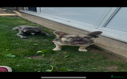 French Bulldog dogs for sale: FLUFFY frenchies puppies  - Image 13