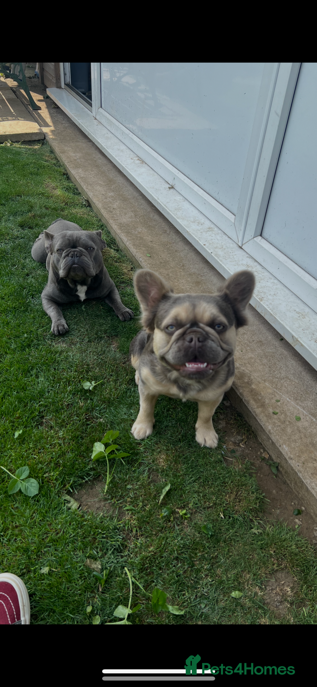 French Bulldog dogs for sale: FLUFFY frenchies puppies  - Image 13