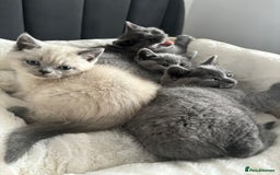British Shorthair cats for sale: British shorthair kittens - Image 13