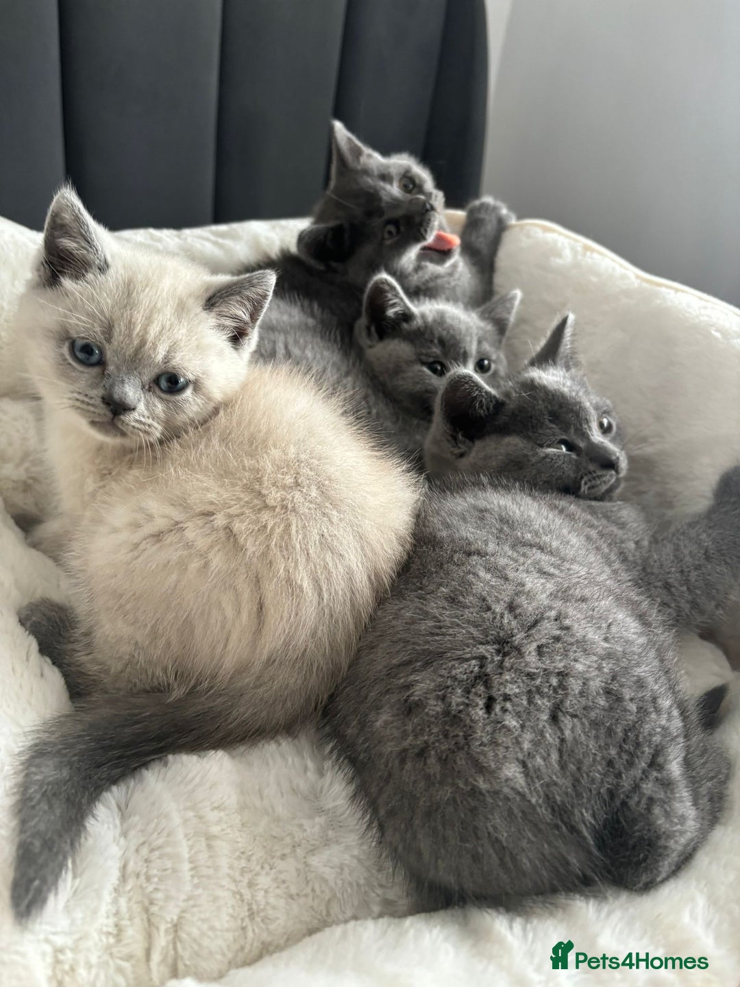British Shorthair cats for sale: British shorthair kittens - Image 13