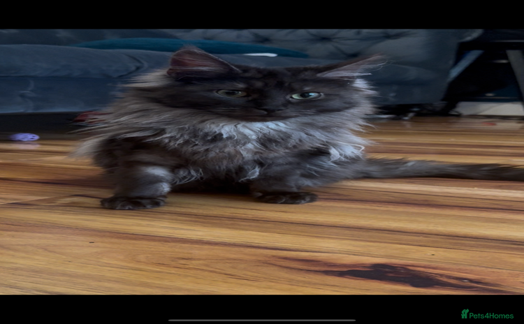 Maine Coon cats - Advert 4