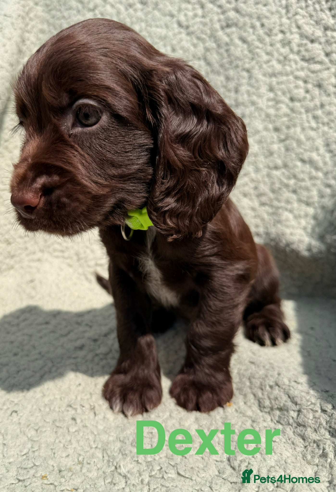 Cocker Spaniel dogs Working cocker spaniels  - Advert 1